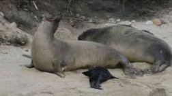 Elephant seal Tolay with her pup