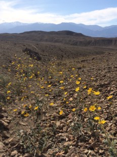 Superbloom roadtrip_9